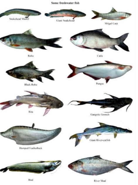 Fish & Meat