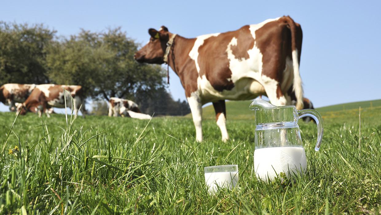 Organic  cow raw milk - 2 kg with jar