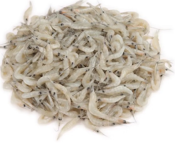 Gura Chingri - 1kg