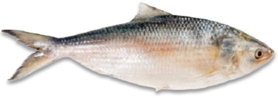 Regular Small Hilsha Fish- 1 kg