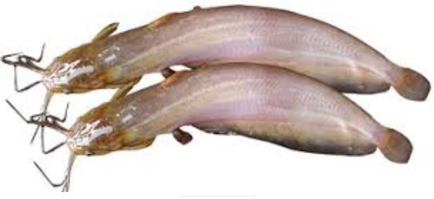 Live Shing - 1kg
