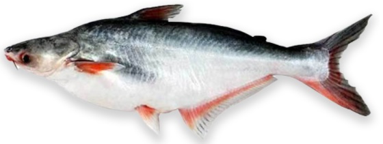 Pangas Small - 1 Kg