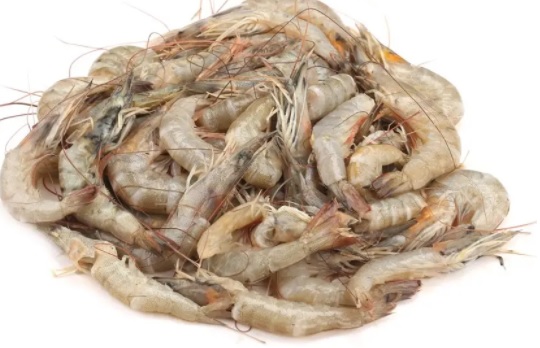 Horina Chingri Captured Medium - 1 Kg