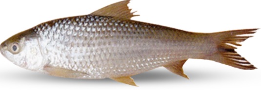 Bata Fish -1kg