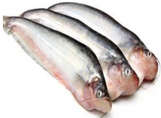 Pabda - Reguler Size - 1kg
