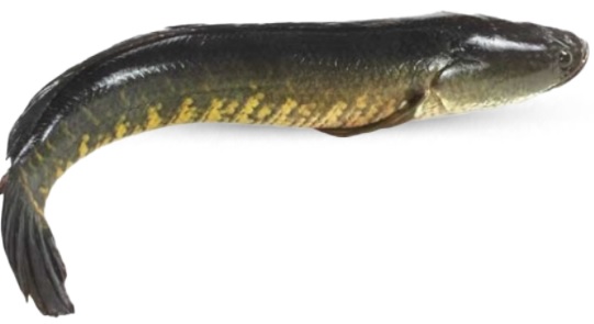 Shoal Fish - 1Kg